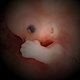 Detail eines menschlichen Embryos in der 9. Schwangerschaftswoche