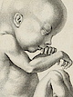 Detail eines gezeichneten Embryos